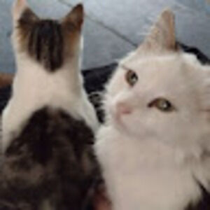 Meet your Posher, Aarrian